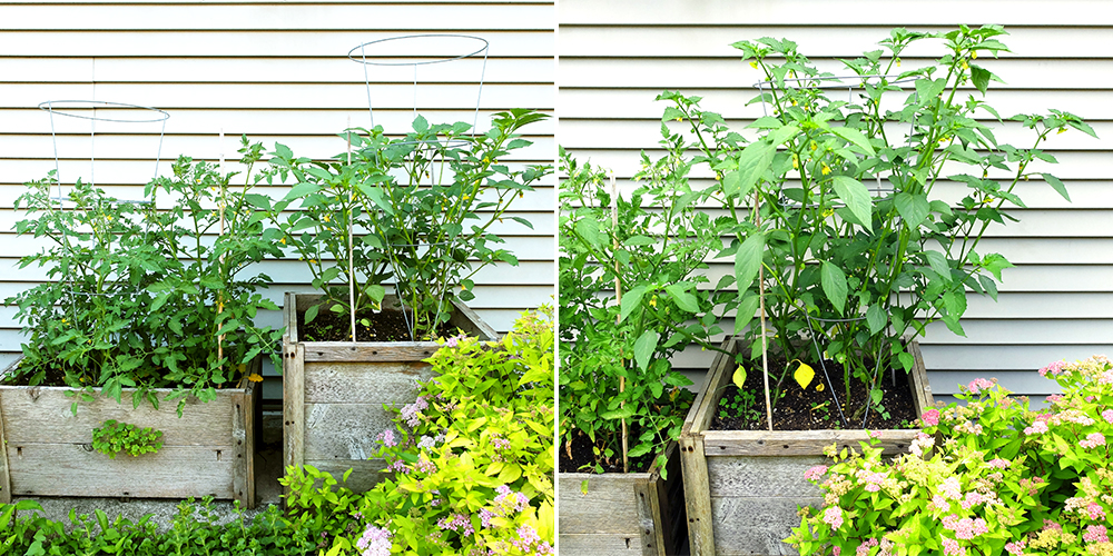 Growing Tomatillos - two week growth spurt