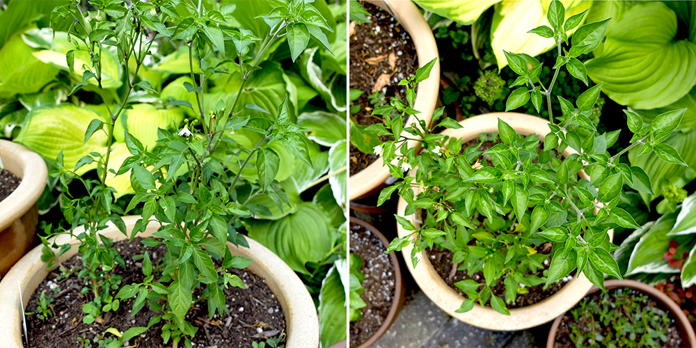 Chiltepin Peppers Growing in June