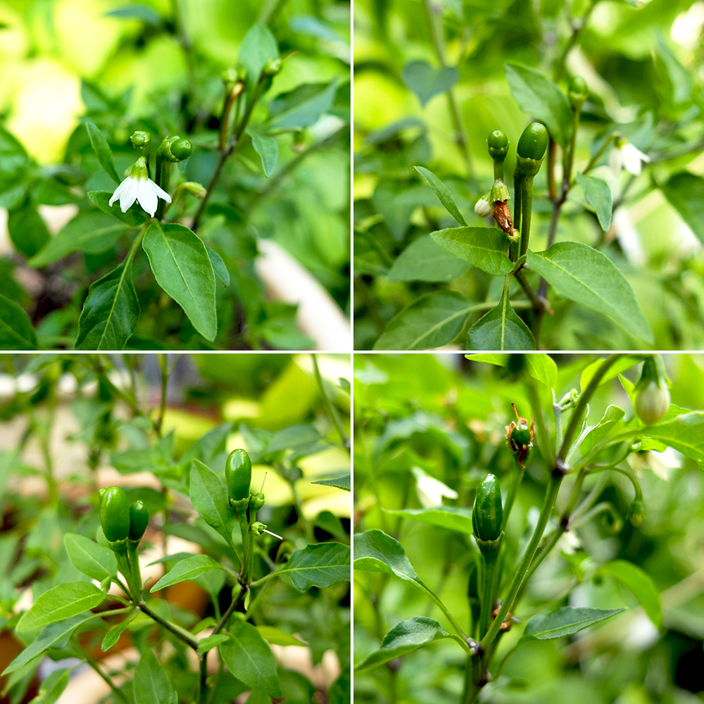 Chiltepin Peppers Growing