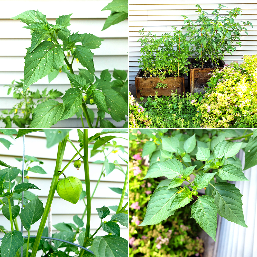 Tomatillo Plant Growth with eaten leaves