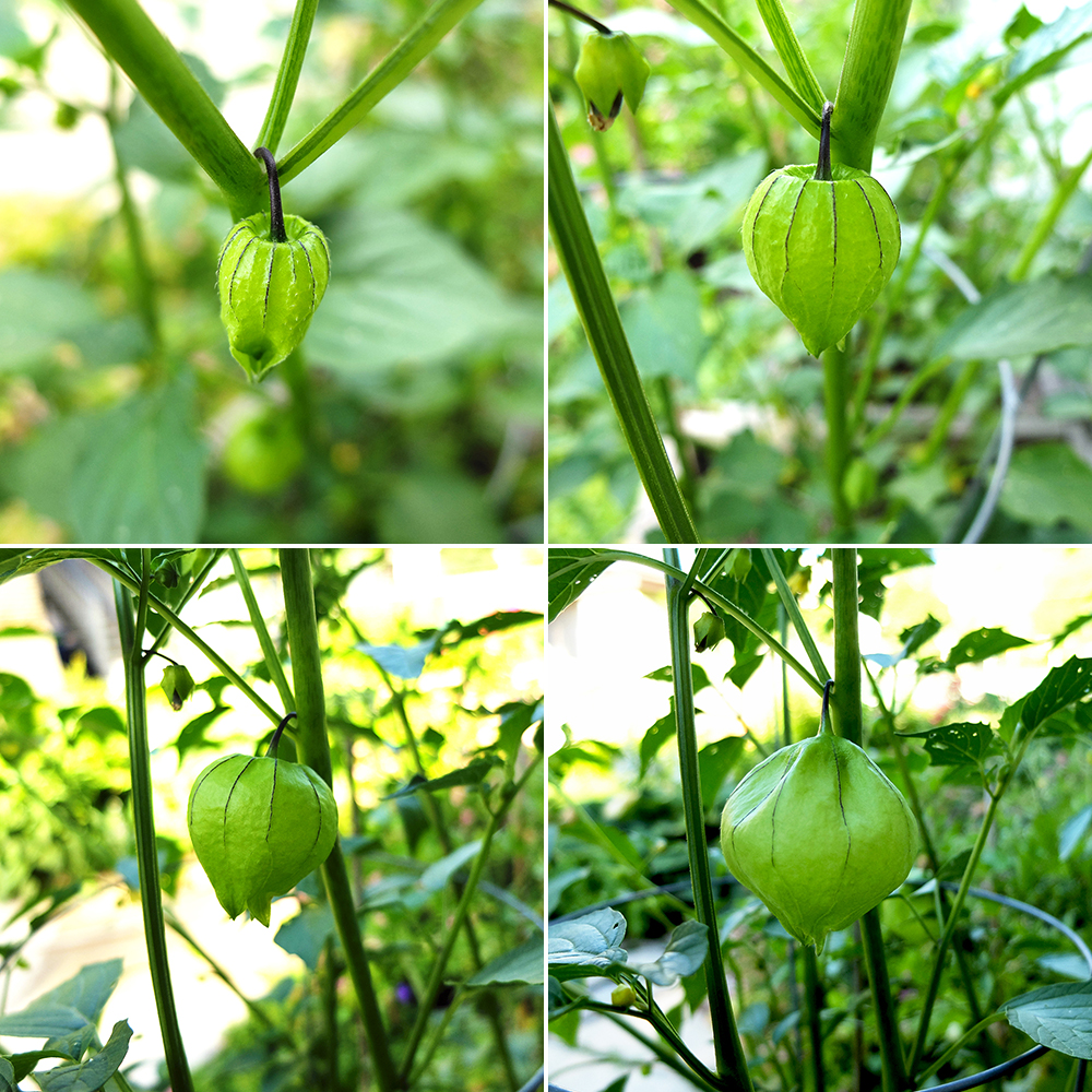 Tomatillo Fruit life cycle