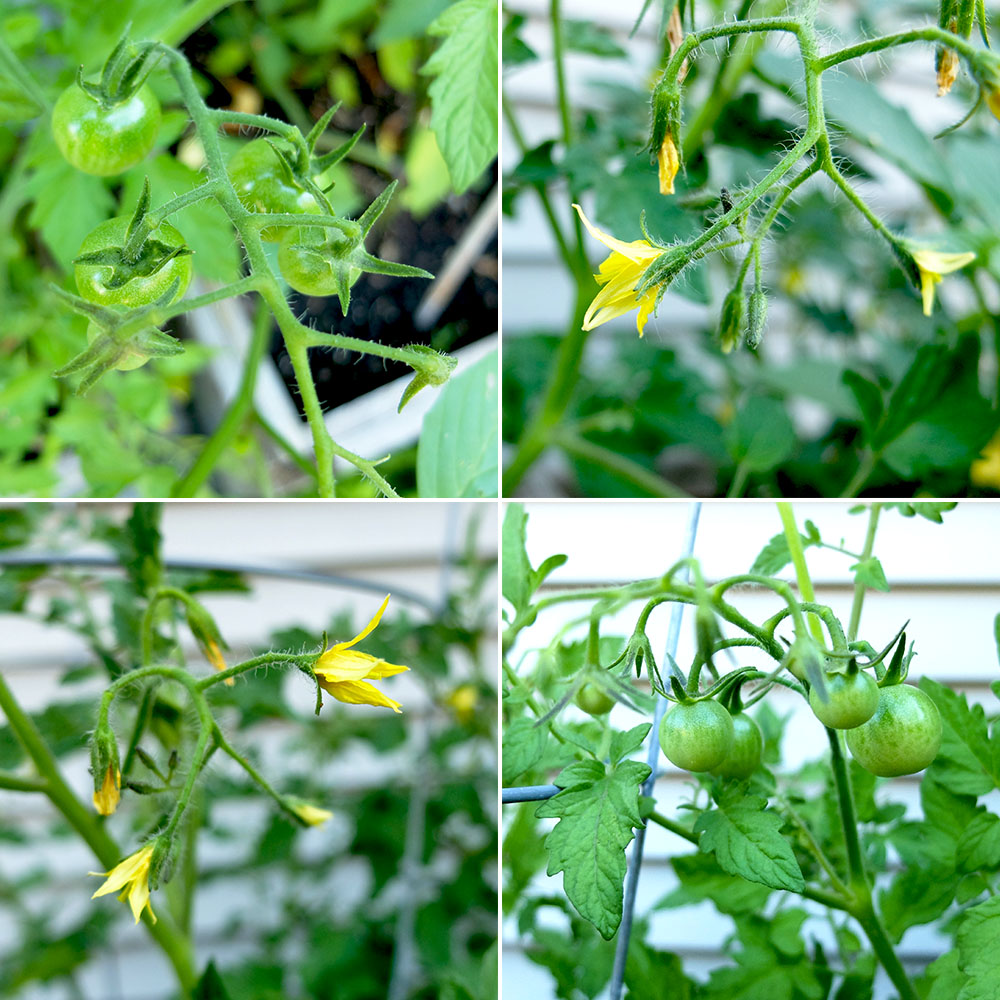 Green Cherry Tomatoes and tomato flowers