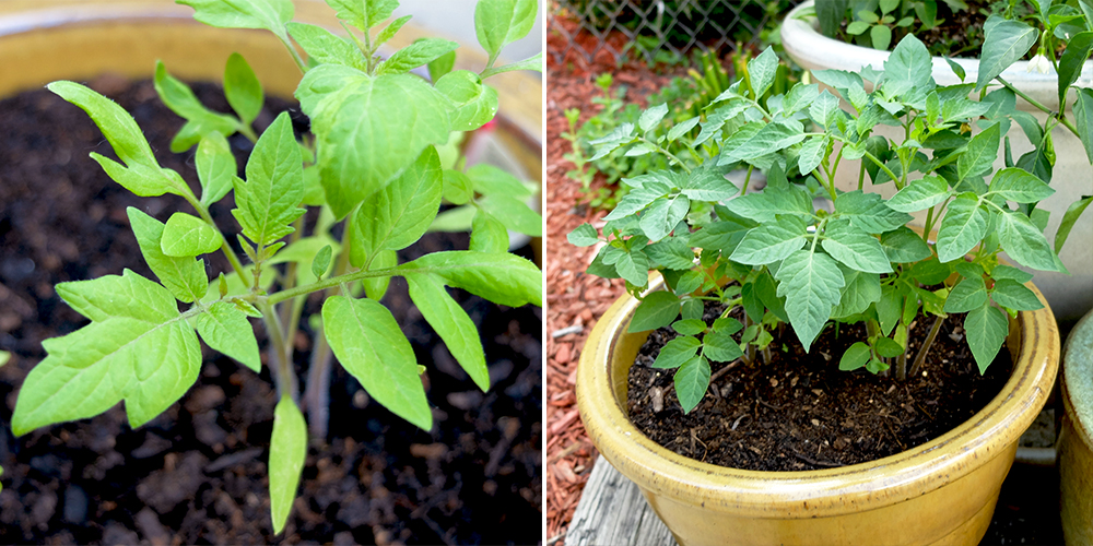 Grape Tomatoes grown from seed