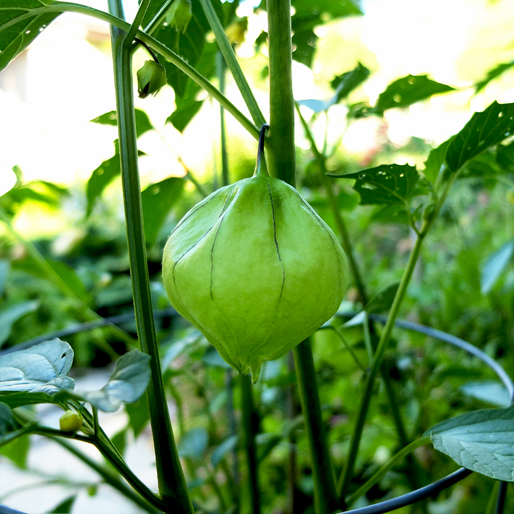 Growing Tomatillo Fruit - June 21st 2016