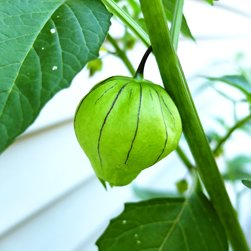 Growing Tomatillo Fruit - June 21st 2016