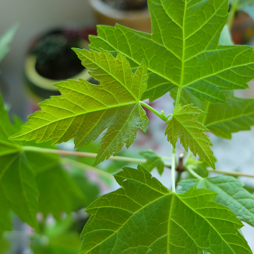 Maple Bonsai Tree Leaf