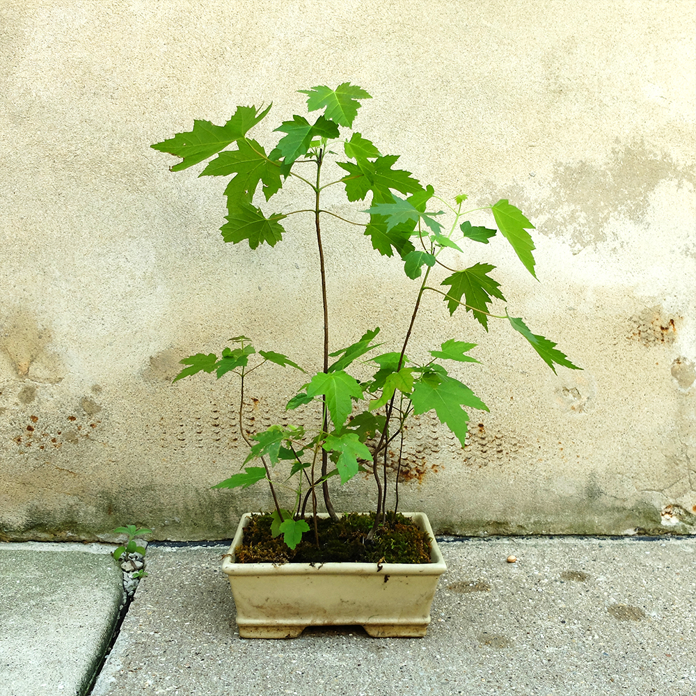 Maple Bonsai Forest