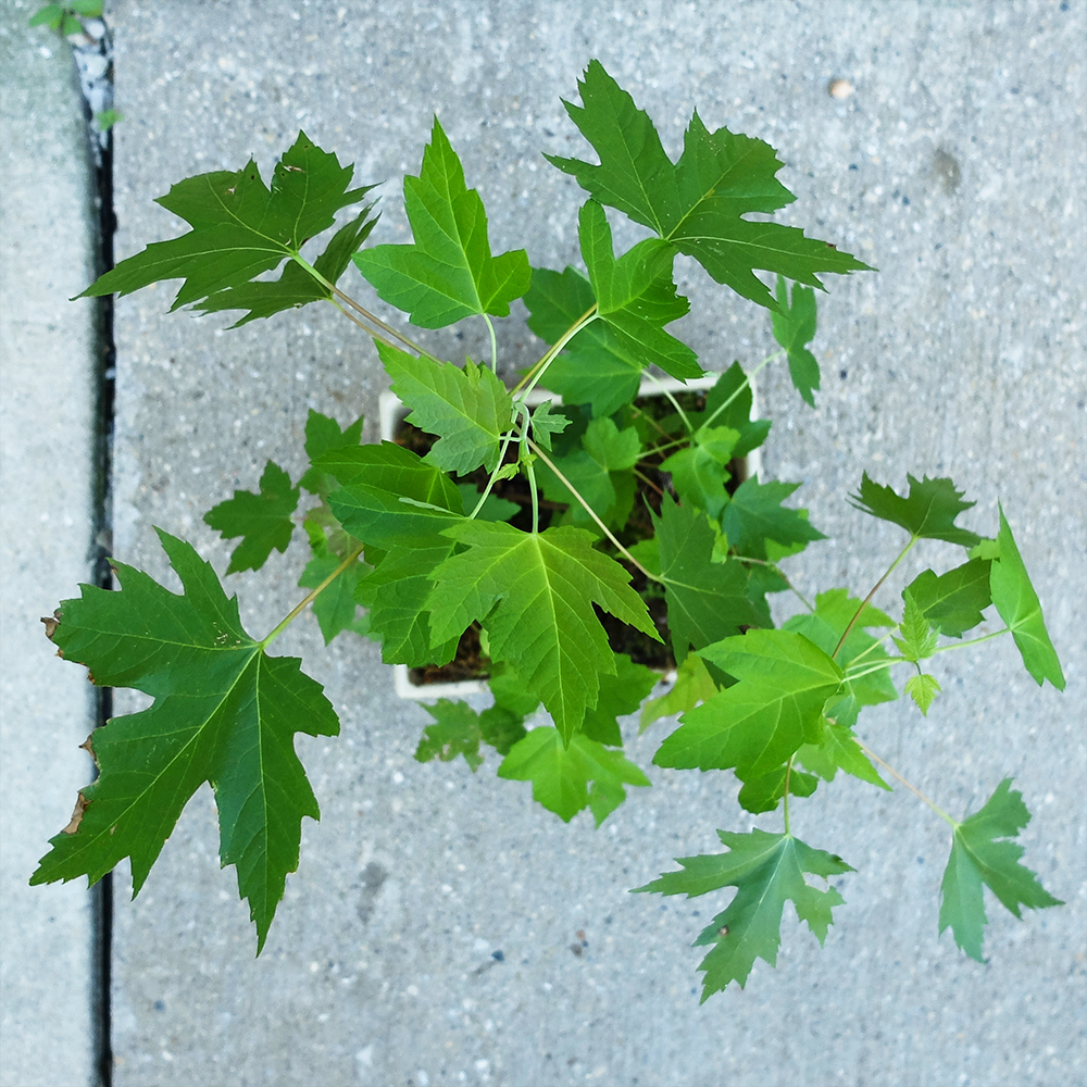 Maple Bonsai Tree Forest from the top