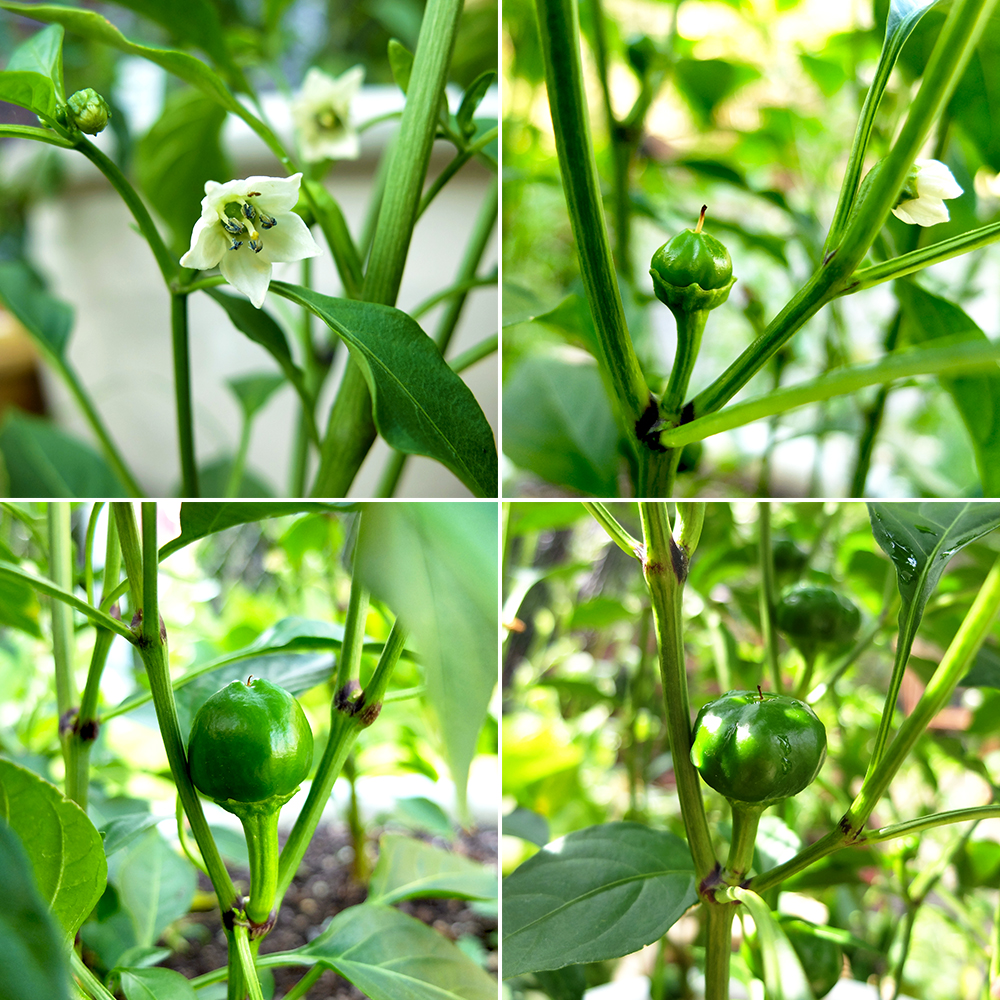 Cherry Peppers in the Garden