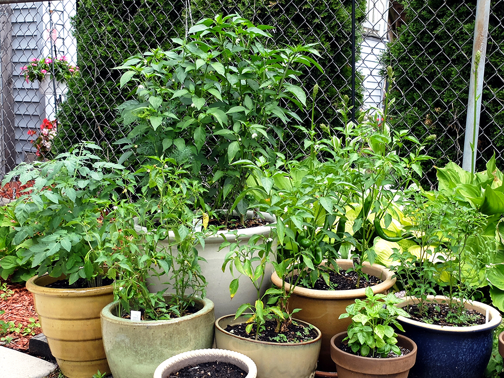 Pepper Garden End of June - Cayenne, Jalapeno, Chiltepin, Guajillo, Hot Cherry Peppers