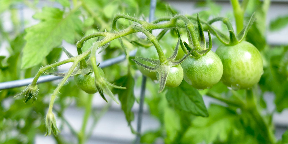 green tomatoes growing in the garden, about to turn red