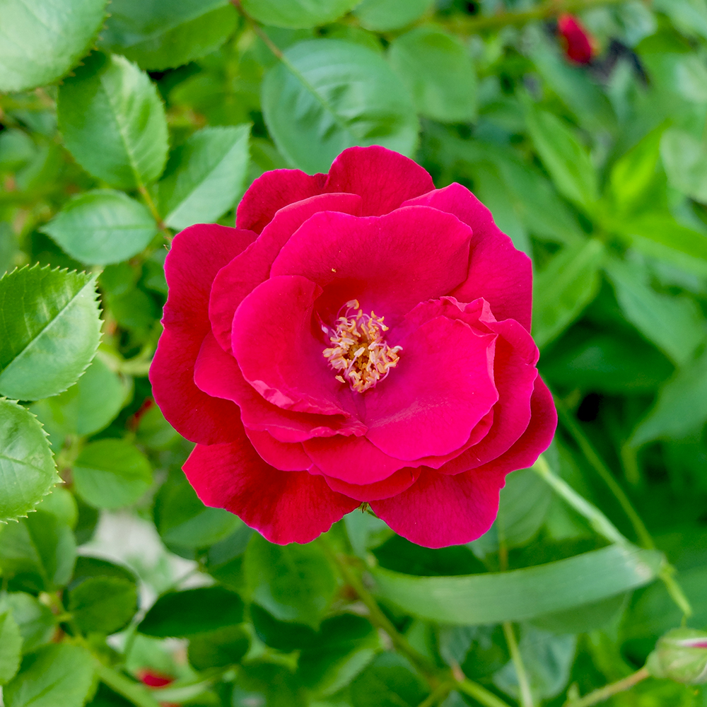 Red Rose - Shrub Rose Cardinal Hume