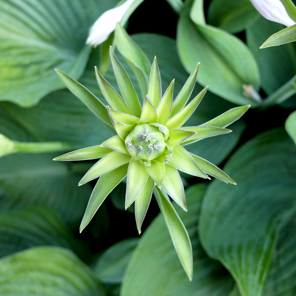 Hosta (Funkia) Bressingham Blue Flower Bud