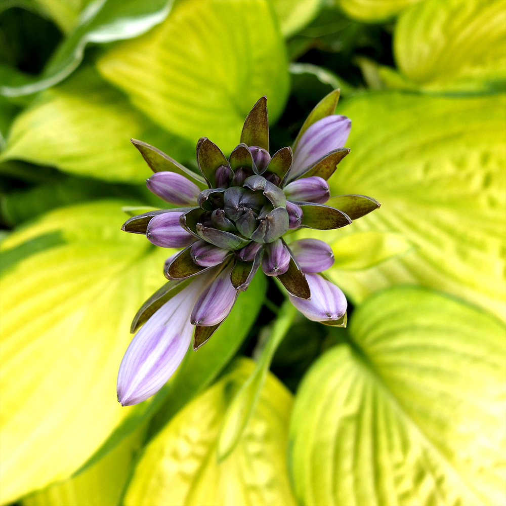 Hosta Flowers Purple