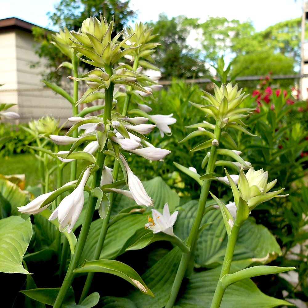 Hosta (Funkia) Bressingham Blue Flowers in June