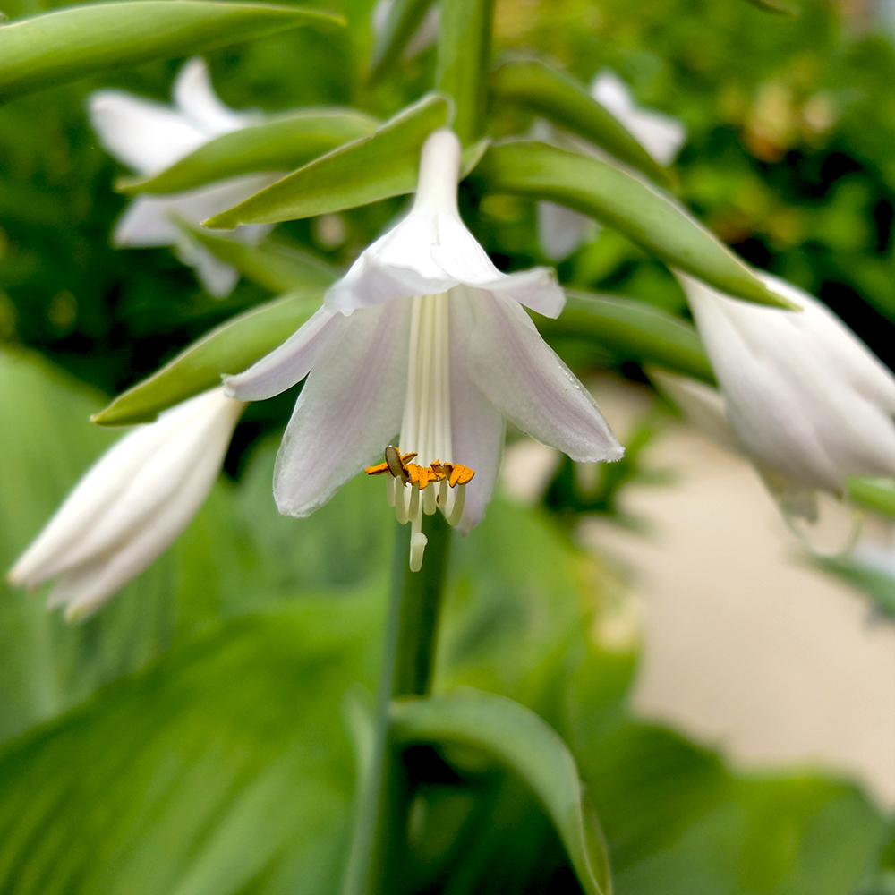 Hosta (Funkia) Bressingham Blue Flower Stamens