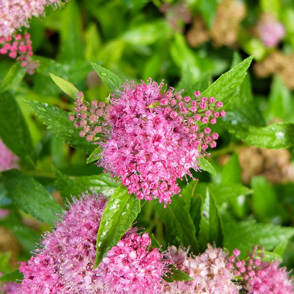 Dark Pink Spirea