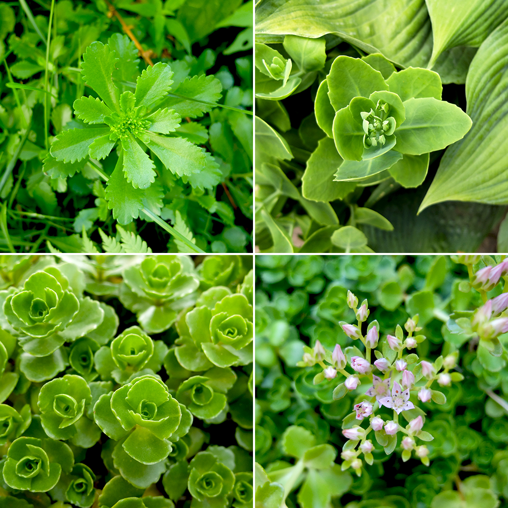 Sedum - three types one yard