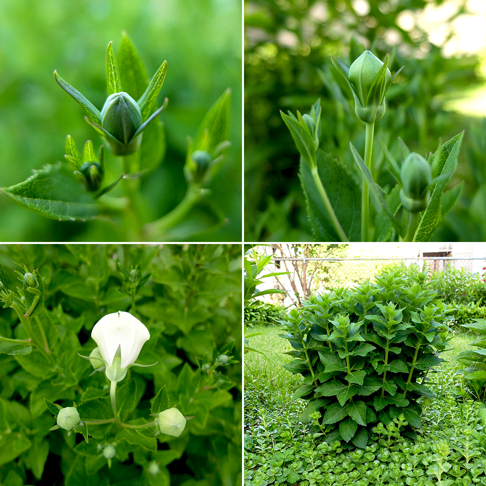 Balloon Flower Buds White Balloon Flower