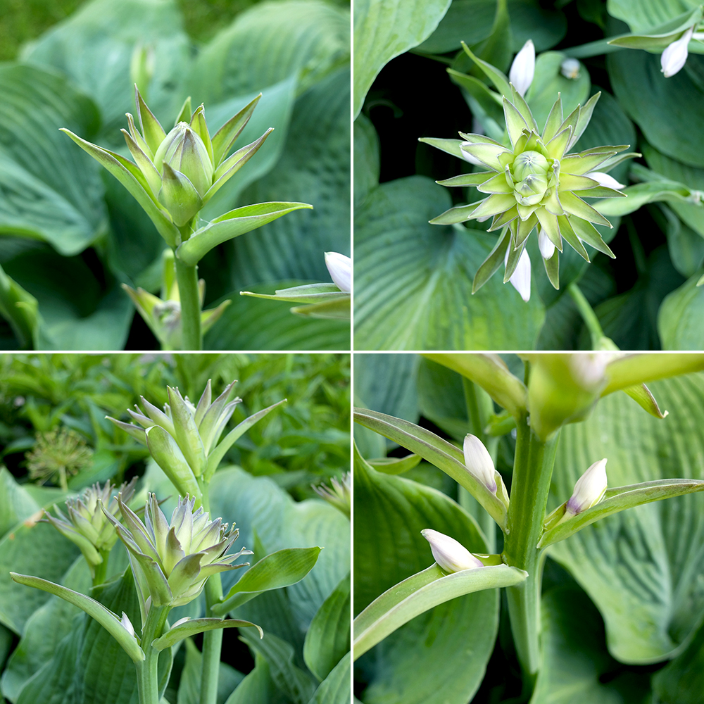 Hosta (Funkia) Bressingham Blue Flower Buds