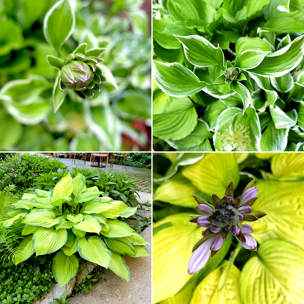 Hosta Varieties - Purple Hosta Flowers