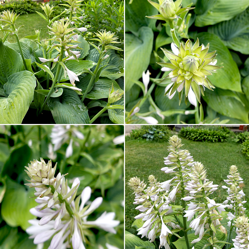 Bressingham Blue Hosta Flowers