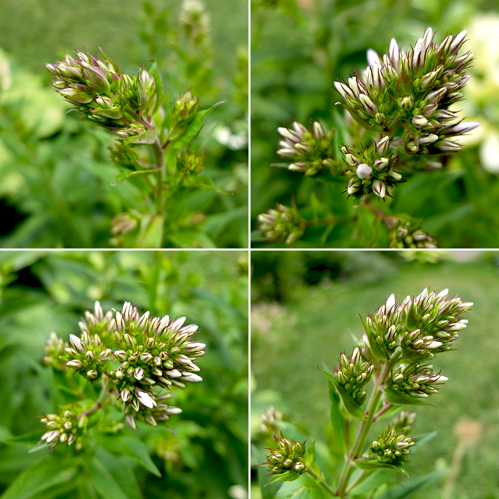 Phlox Flower Buds