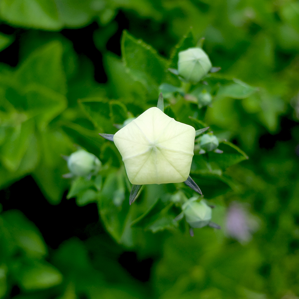 Balloon Flower Blooming - White Balloon Flower