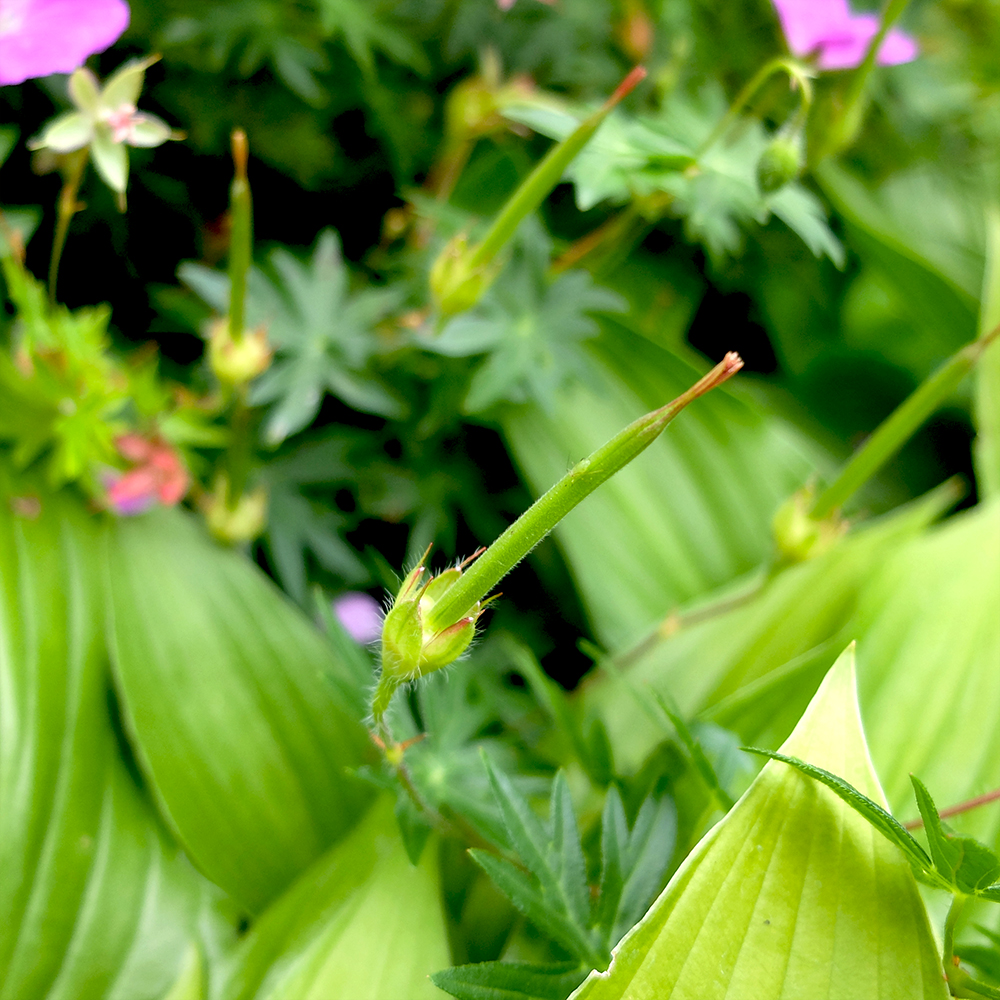 Cranesbill Geranium Seed Pods