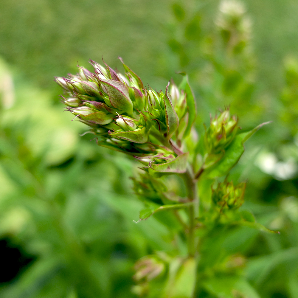 Phlox Flower Buds