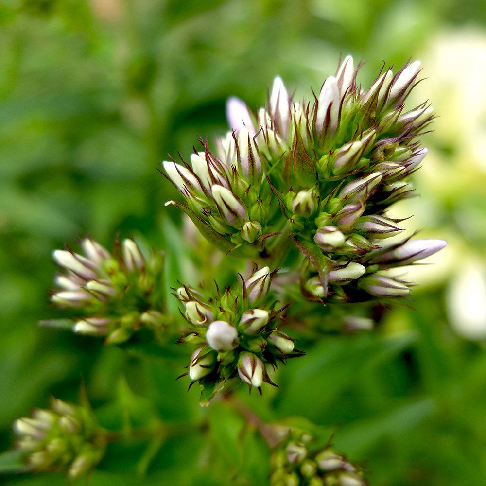 Phlox Flower Buds