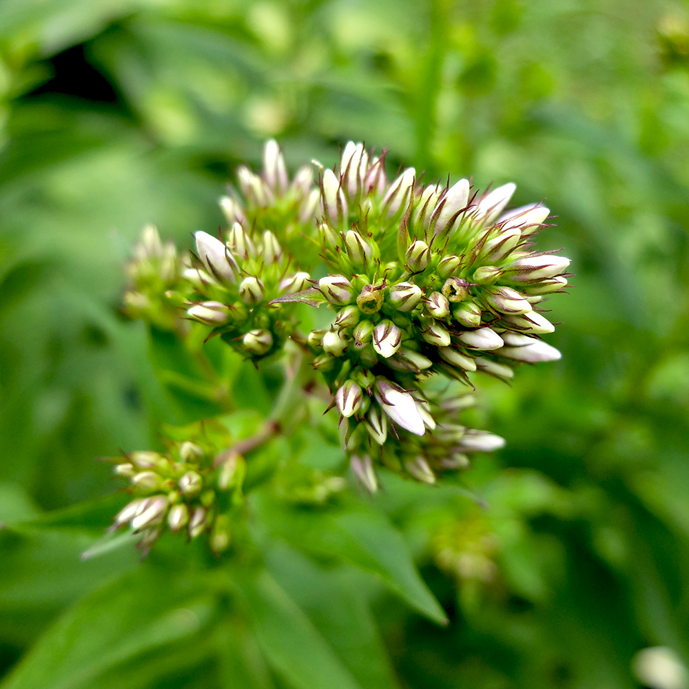 Phlox Flower Buds