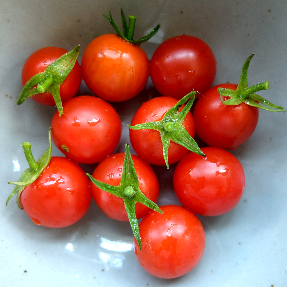 Cherry Tomato Harvest in July - First Harvest of Cherry Tomatoes