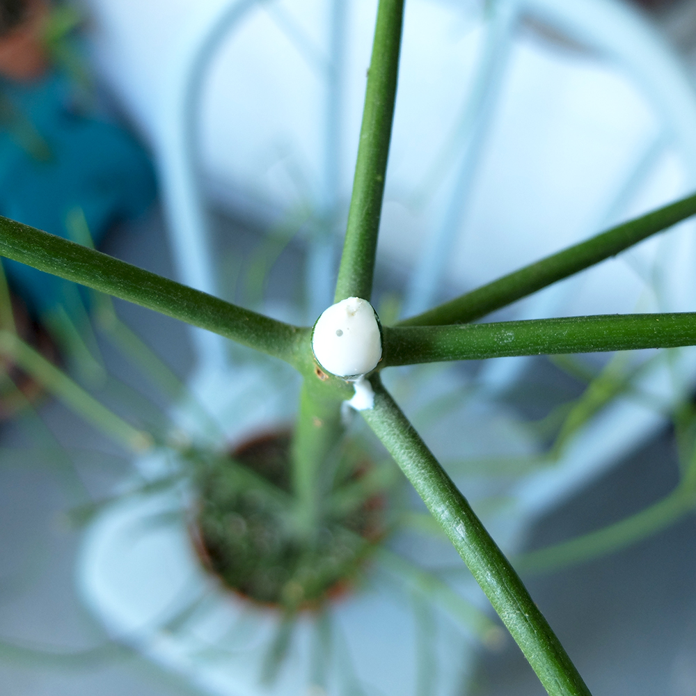 Pencil Cactus - Cutting down the Pencil Cactus - Euphorbia - milky sap - milkbush