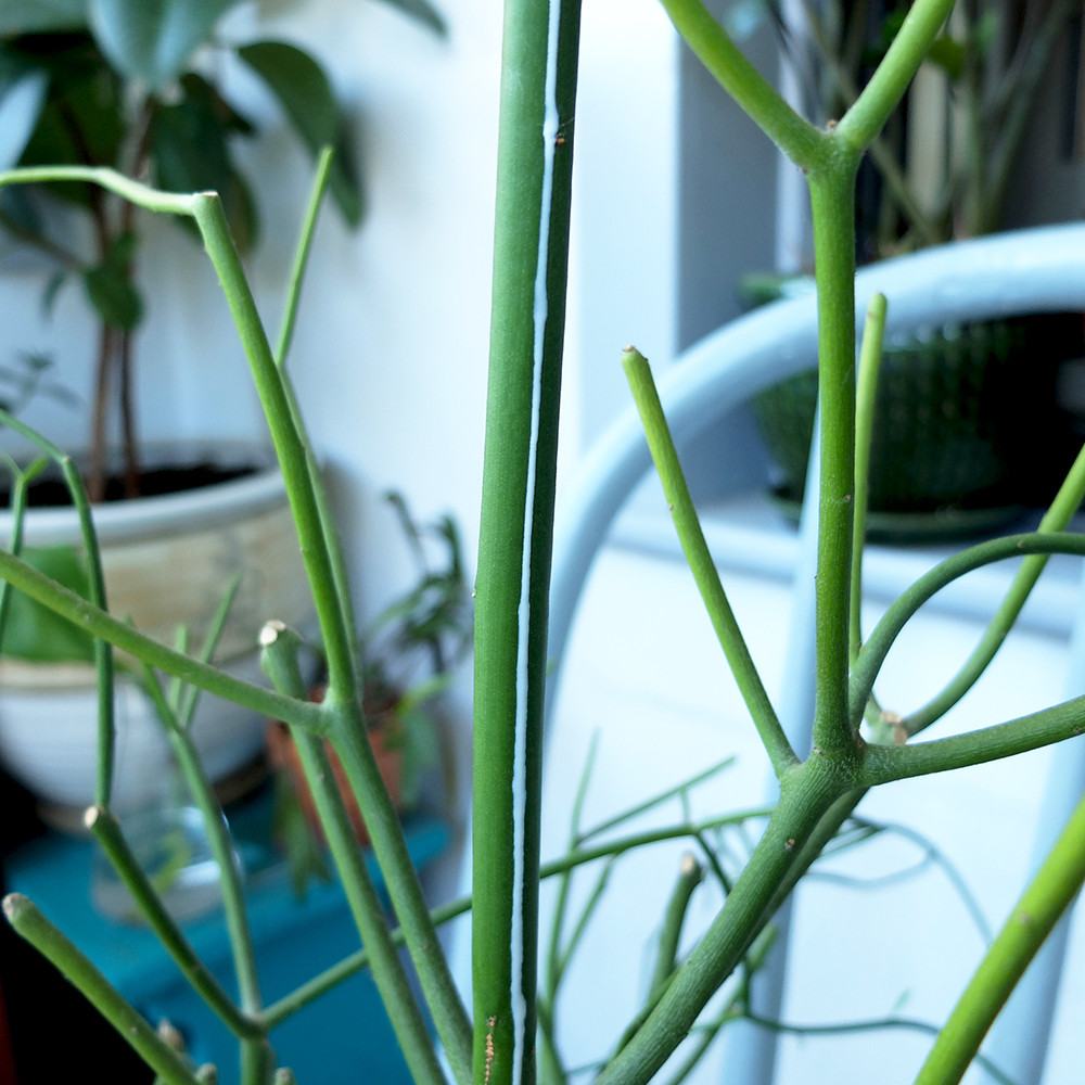 Pencil Plant - Pencil Cactus - Euphorbia - Milky Sap Dripping down - milkbush