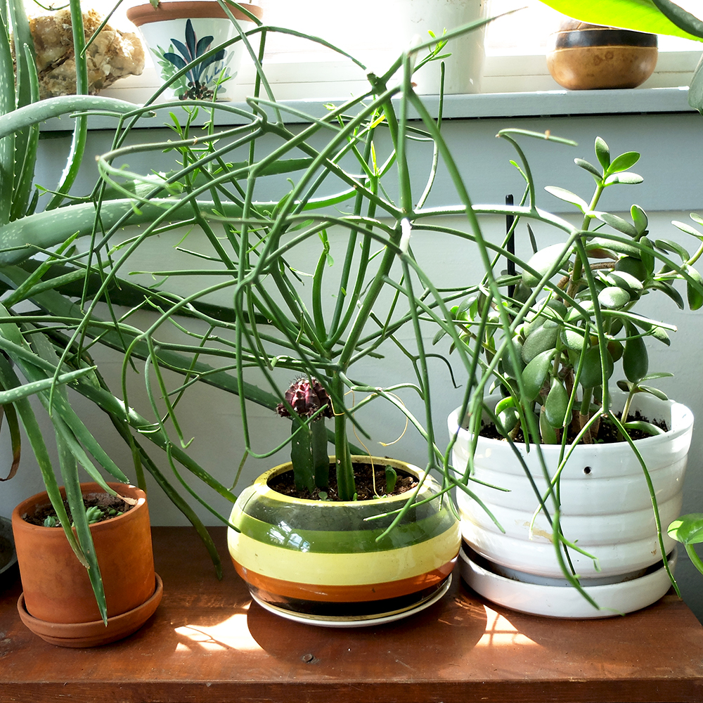 Pencil Plant - Pencil Cactus - Euphorbia - newly planted cuttings