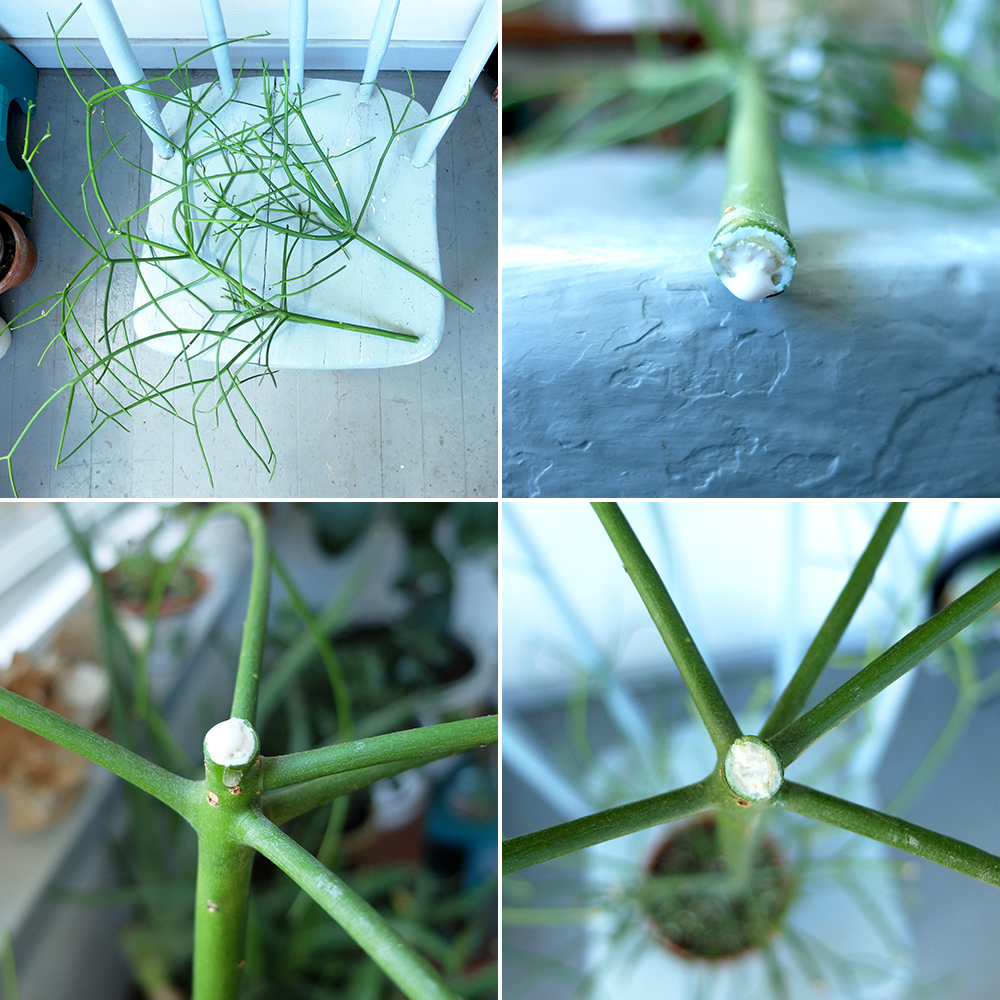 Pencil Cactus - Euphorbia - Propagating new plants from cuttings