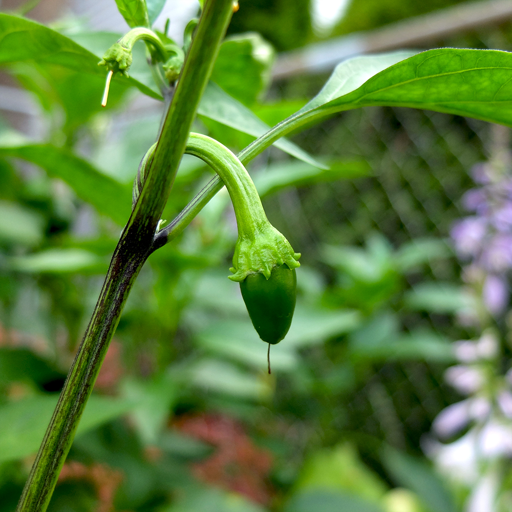 Baby Jalapeno 