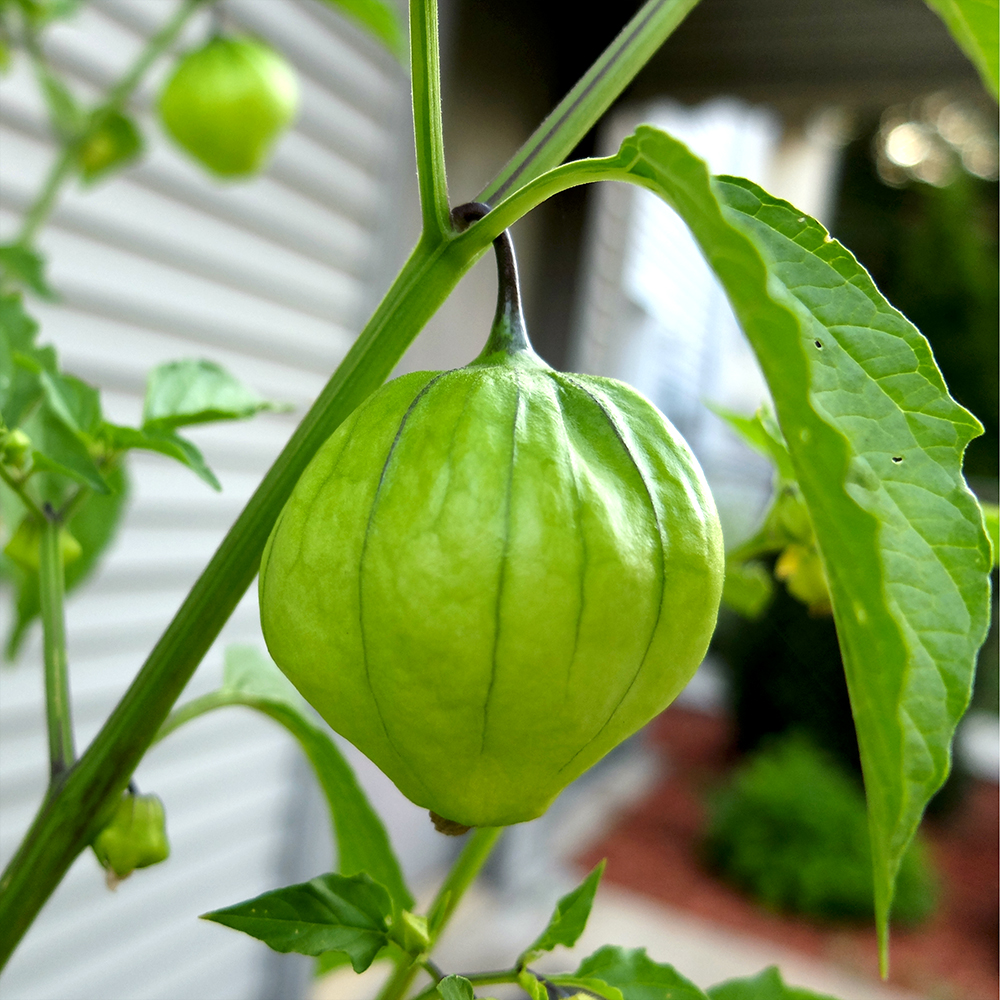 Tomatillo fruit is maturing - nearly ready to pick
