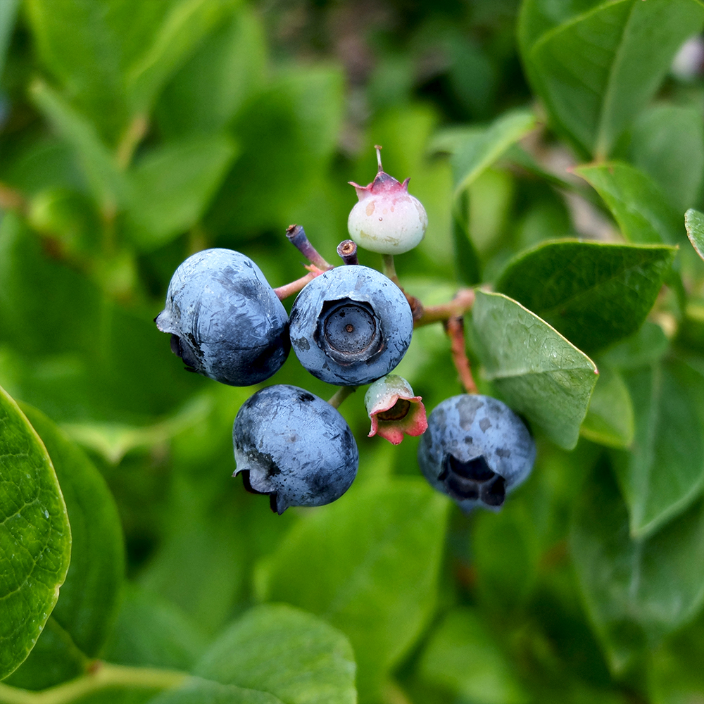 U-Pick Blueberries - Duke Blueberries from Johnson's Farm in Hobart Indiana