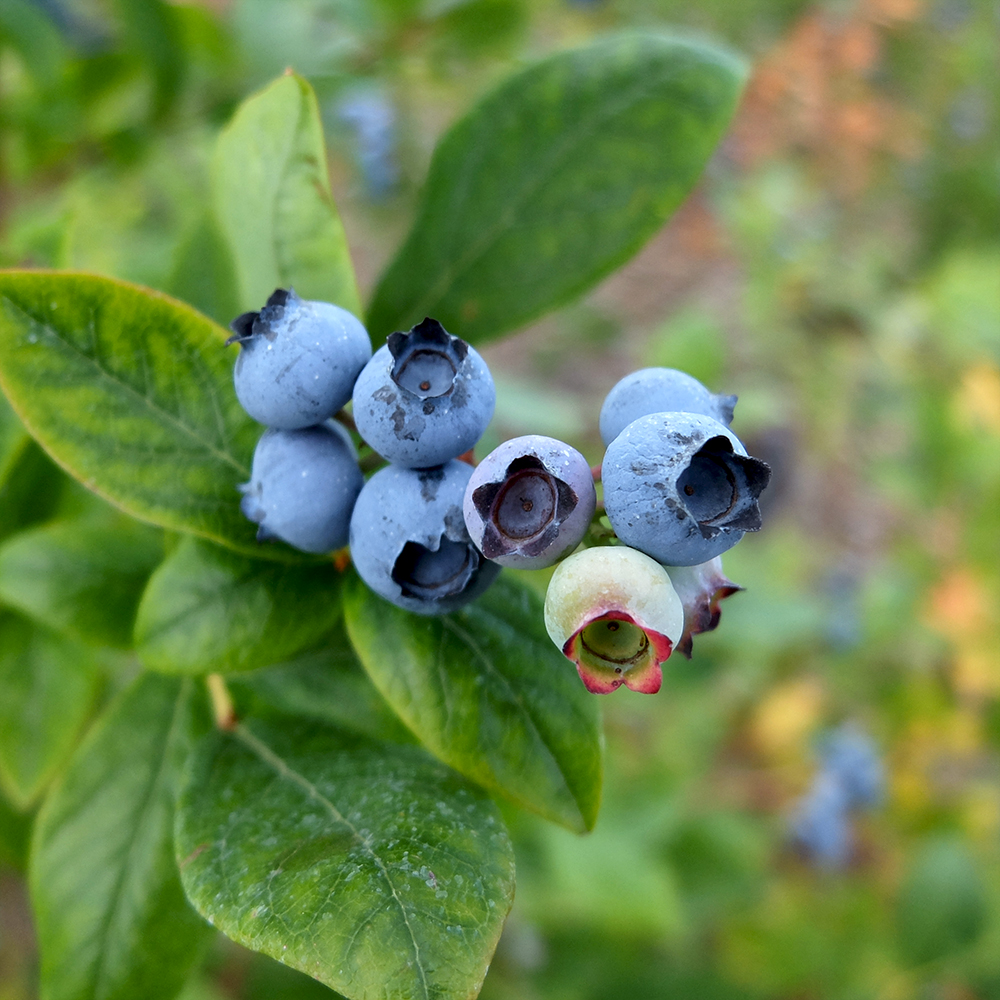 U-Pick Blueberries - Duke Blueberries from Johnson's Farm in Hobart Indiana