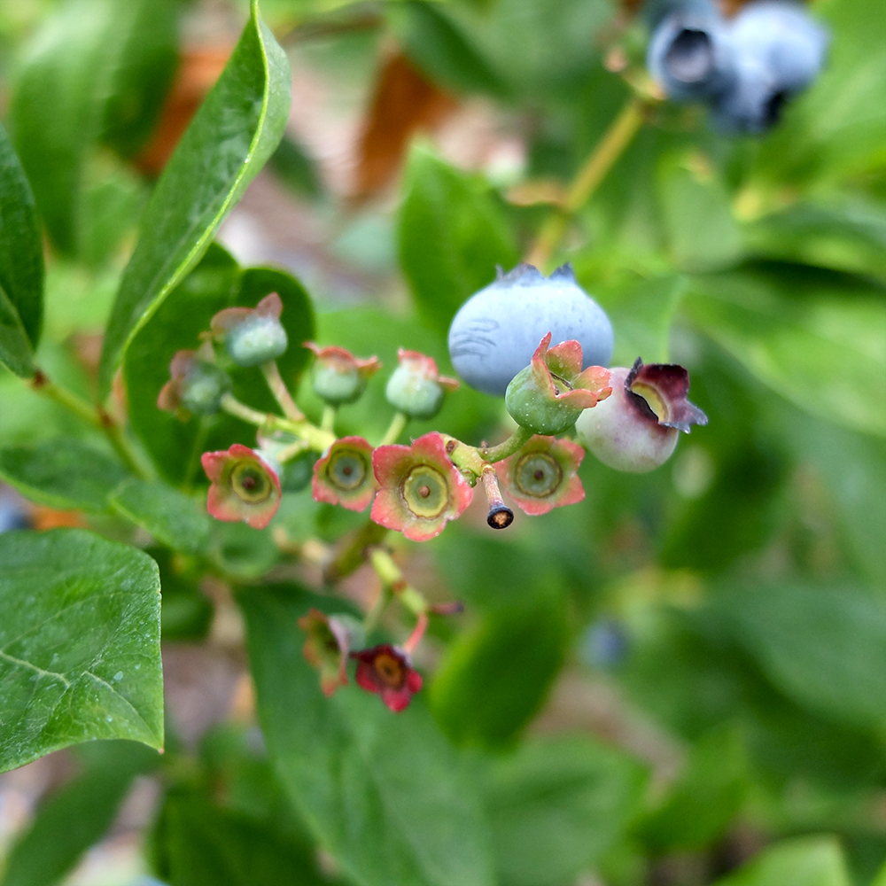 U-Pick Blueberries - Duke Blueberries from Johnson's Farm in Hobart Indiana