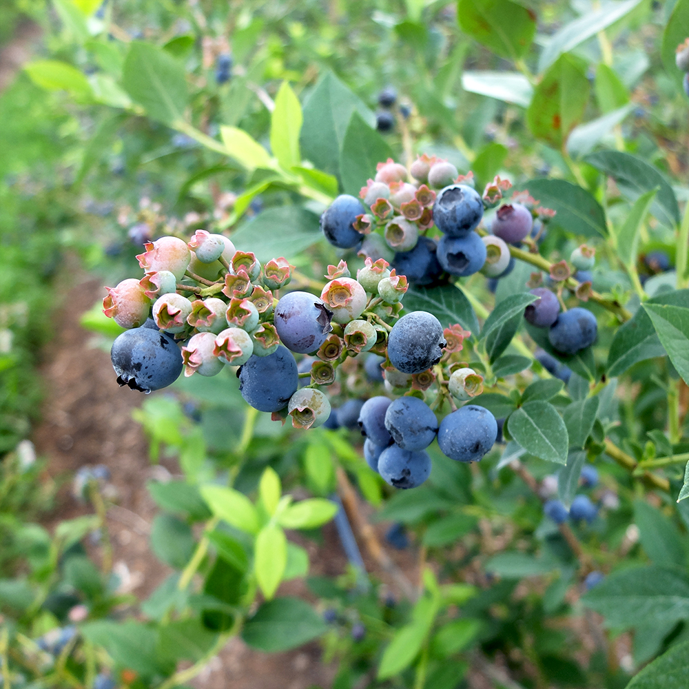 U-Pick Blueberries - Reka Blueberries from Johnson's Farm in Hobart Indiana