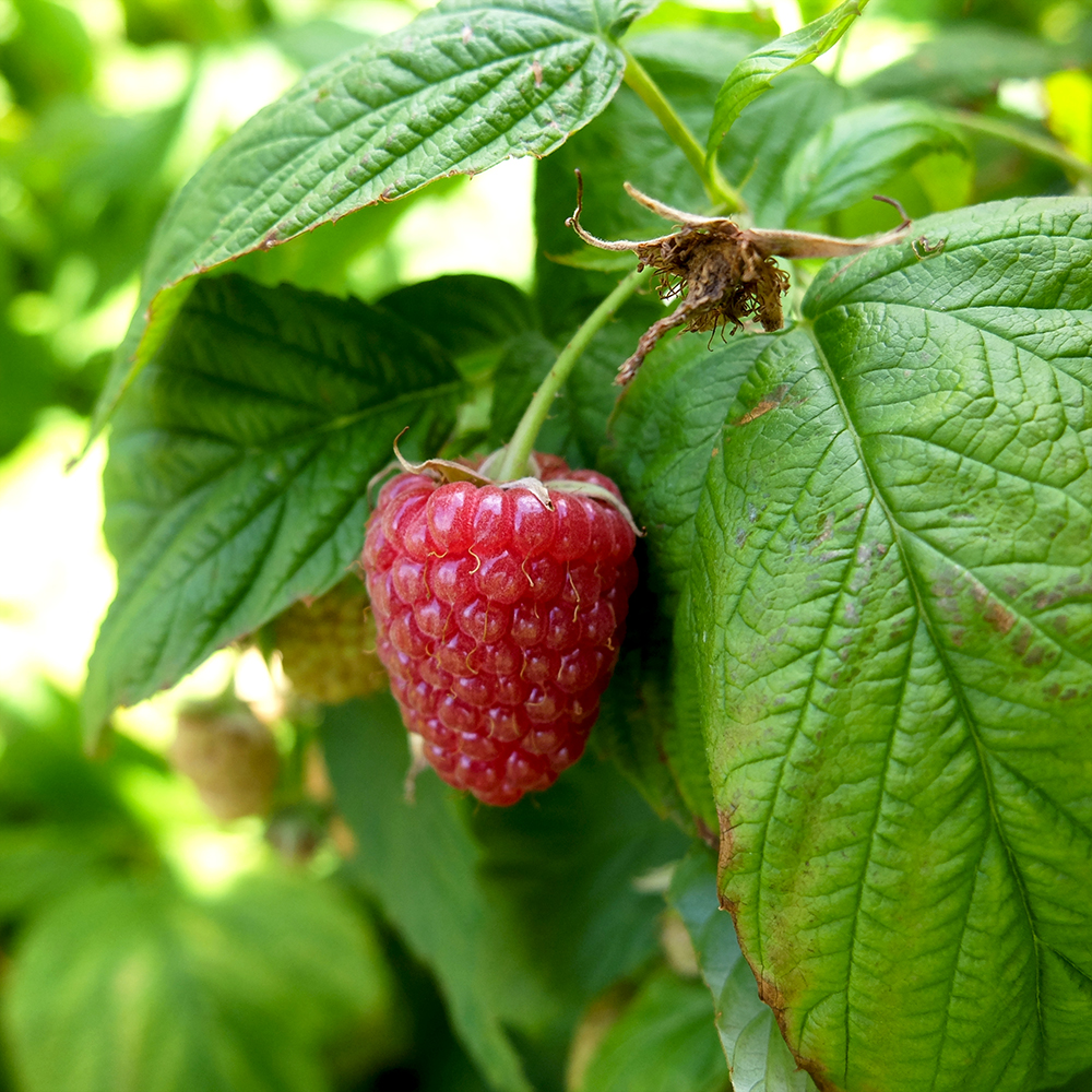 U-Pick Raspberries - Ripened Red Raspberry