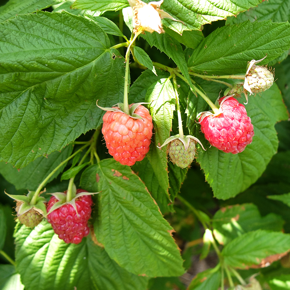 U-Pick Raspberries - Raspberries of all stages of ripeness