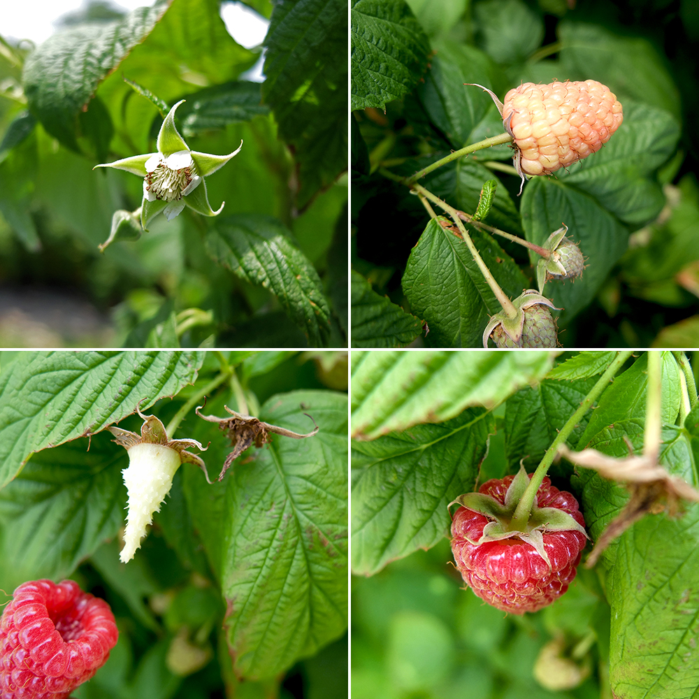 U-Pick Raspberries - Raspberry Cycle of Life - Raspberry Flower and berries