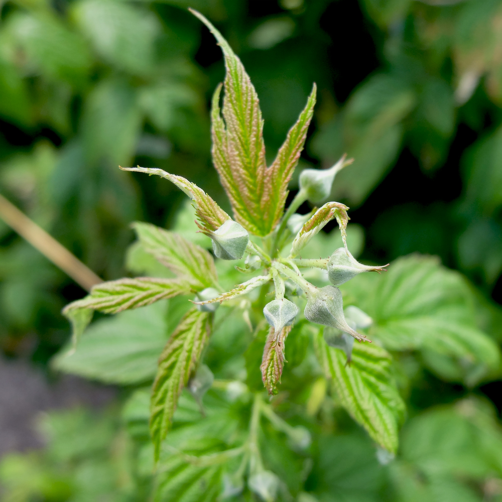 U-Pick Raspberries - Raspberry Buds about to bloom