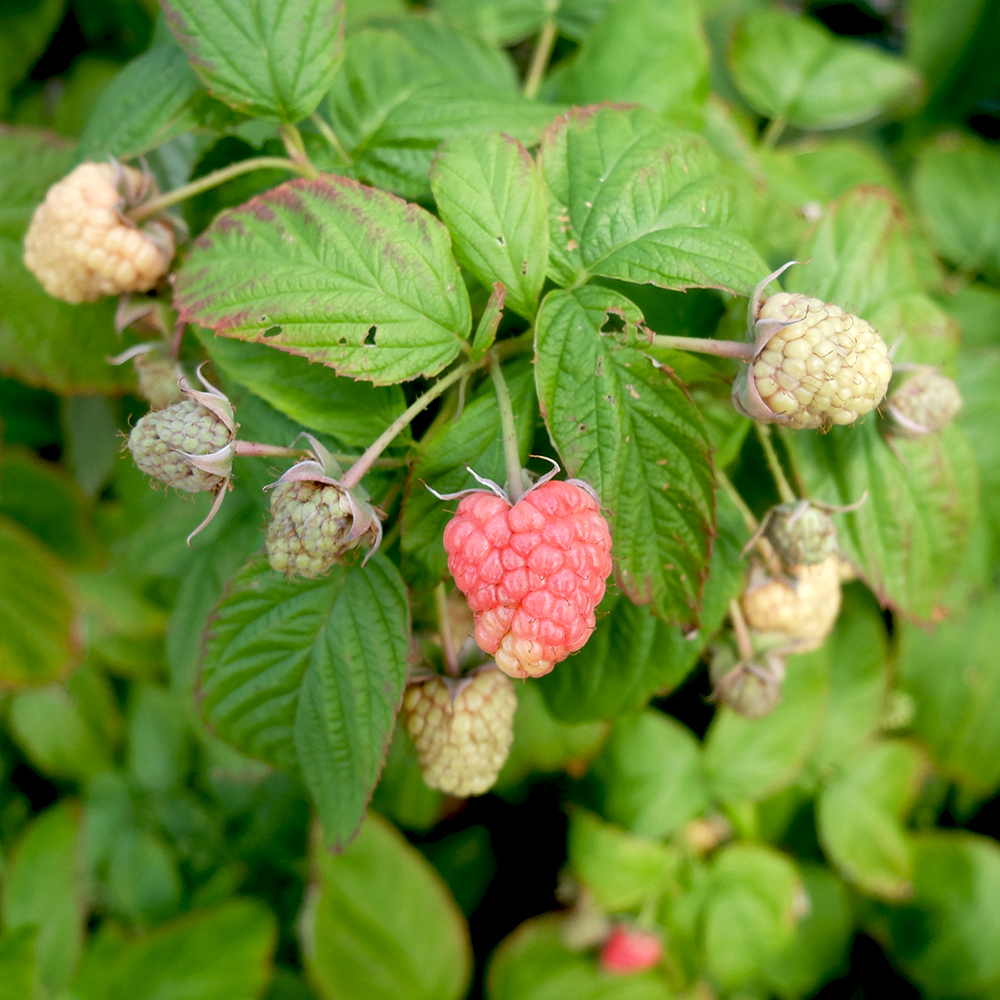 U-Pick Raspberries - Under-ripe Raspberries