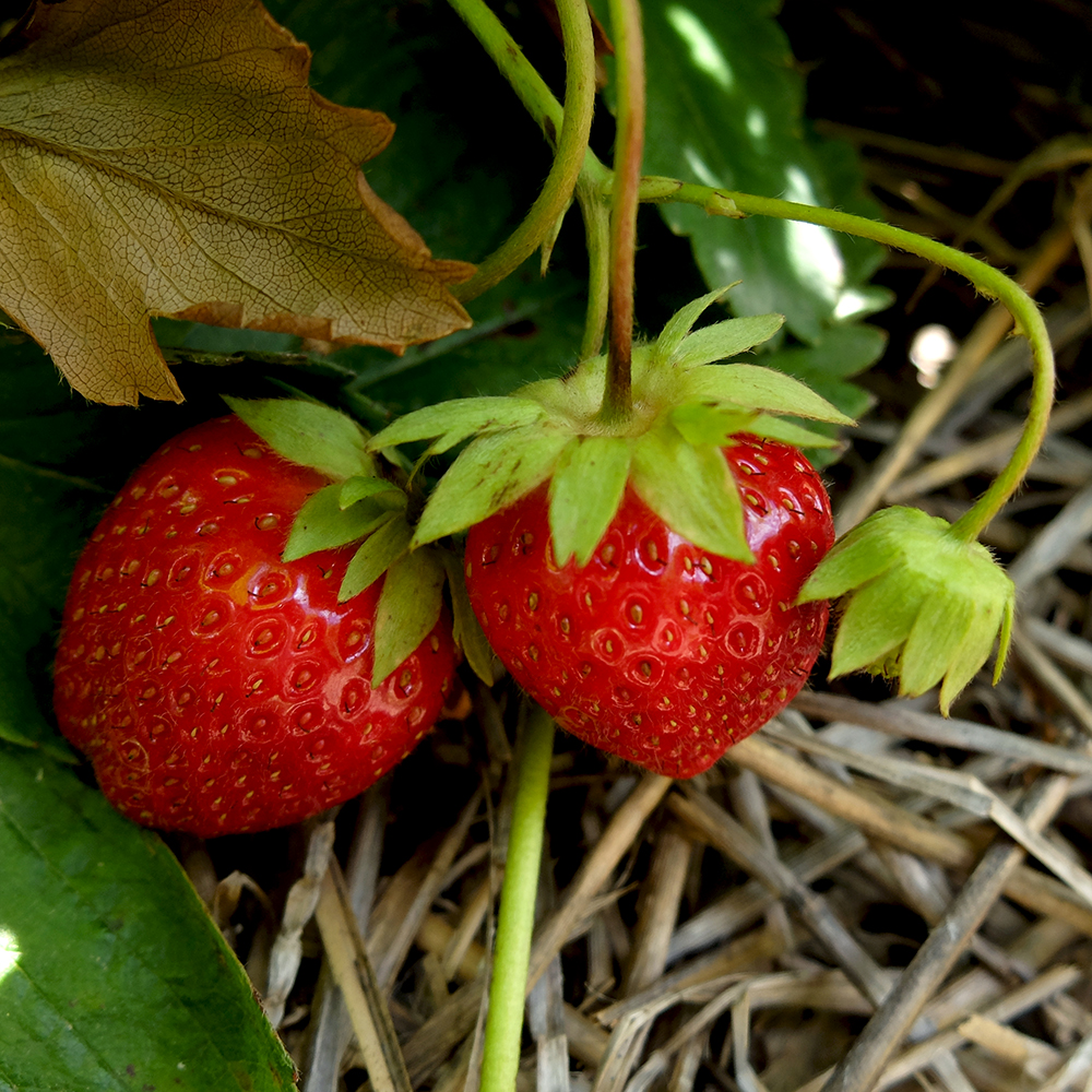 U-Pick Strawberry - Red Ripe Strawberries
