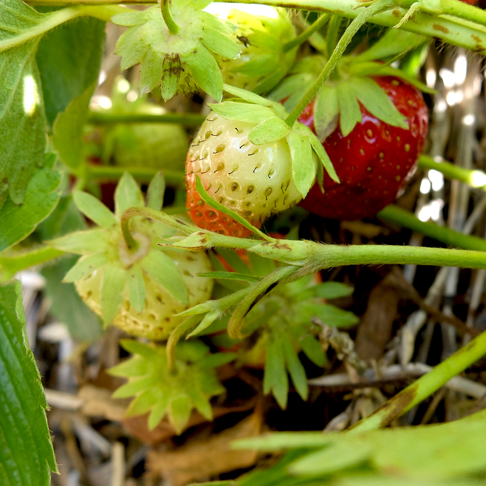 U-Pick Strawberry - Unripe Strawberry